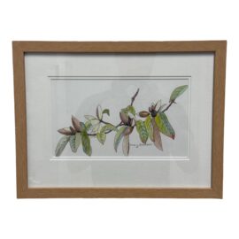 Circa 2019 Mary Betlach "Magnolia Doltsopa" Watercolor, Signed + Framed