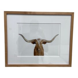 Sharon Montrose "Long Horn Close Up" Photography, Framed. Original Price: $600