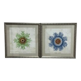 Ballard Designs Jellyfish Studies Sea Creatures Digital Reproductions, Set of Two