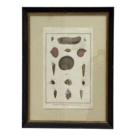 18th Century Martinet Diderot River Shell Coquille Print, Framed