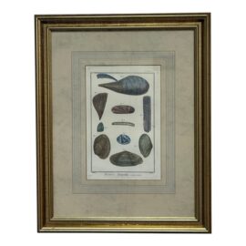 Antique Histoire Naturelle's Coquilles De Mer, Framed