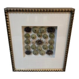 Sea Urchin Shadowbox Art, Framed