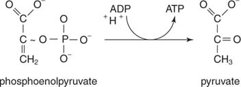 atp nadh glycolysis reaction