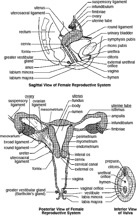 Functional Morphology Of The Female Reproductive System WAEXX Functional Morphology Of The Female Reproductive System WAEXX
