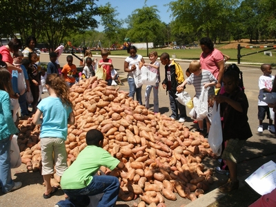 Sweet Potatoes