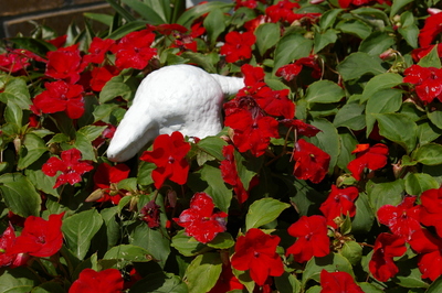 Hidden Lamb