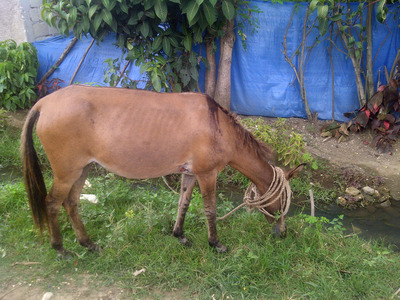 Mule for the Campan community in Leogane, Haiti, purchased from funds raised at a St. Luke, Knoxville, yard sale.