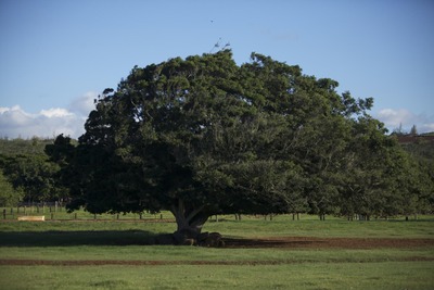 Oak 1