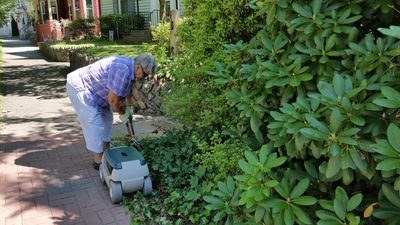 Thinning the ivy.  Love the seat on wheels!