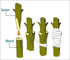 How to graft onto a tree