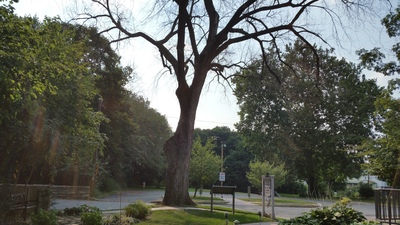 Elm Tree