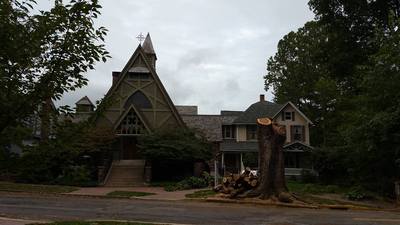 Elm Tree Cut Down