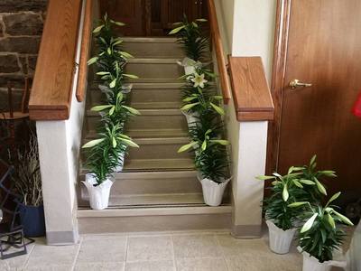 The Lilies are here!