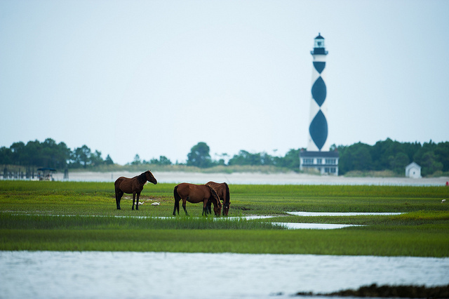 Cape Lookout and Horses