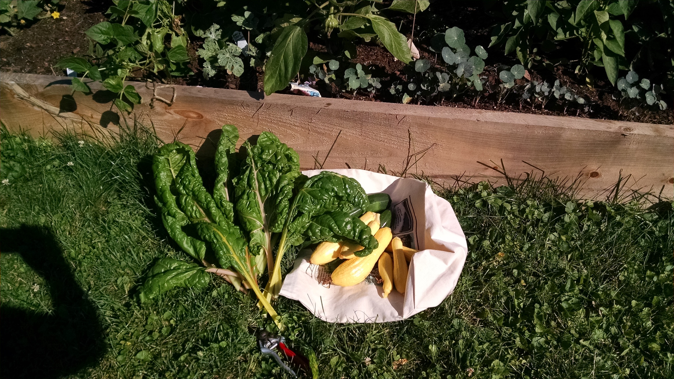 The plentiful harvest