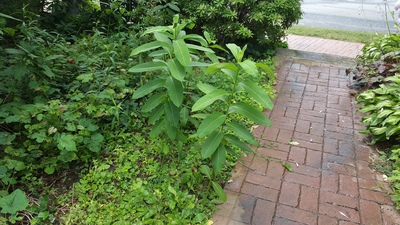 This is milkweed which feeds the butterflies...