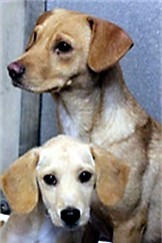 dogs