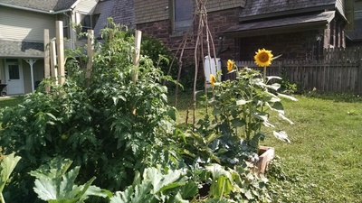 The harvest came...