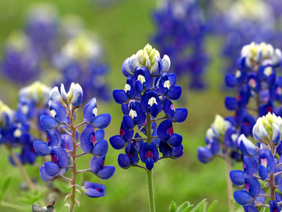 bluebonnets