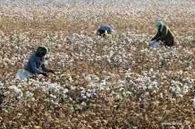 MW cotton