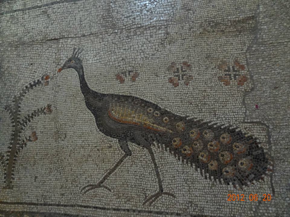 Peacock - symbol of resurrection