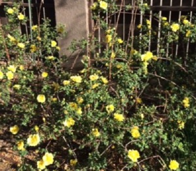 Our 100 year old Rose Bush