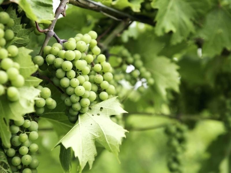Bunch grape vine muscadine vines for sale in delicious