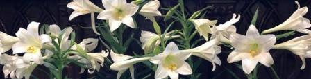 Lilies