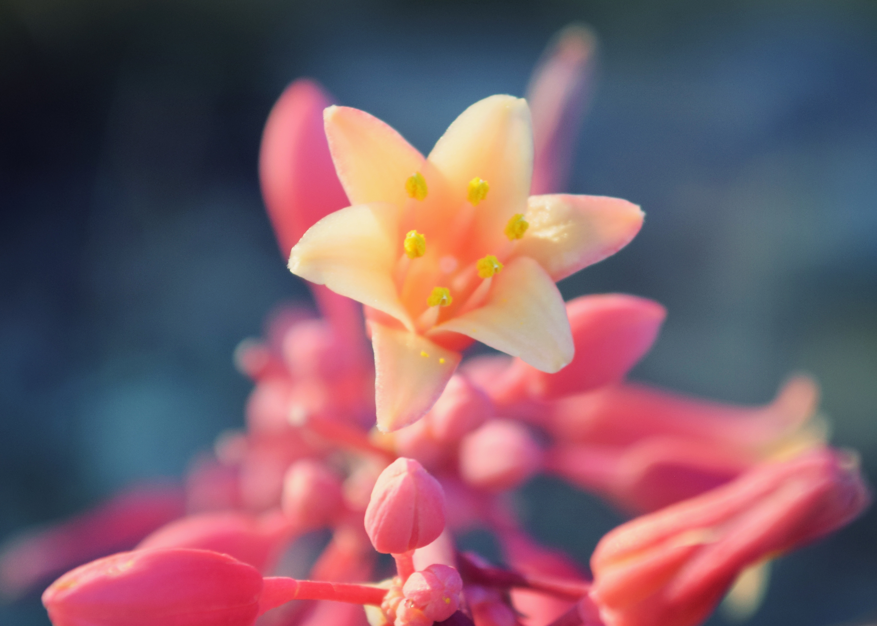 Yellow Pink Flowers