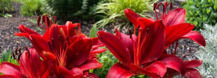 Pentecost