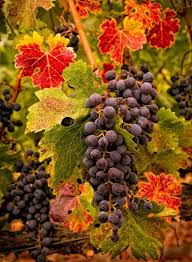 God's Good Harvest (sermon) October 4, 2020