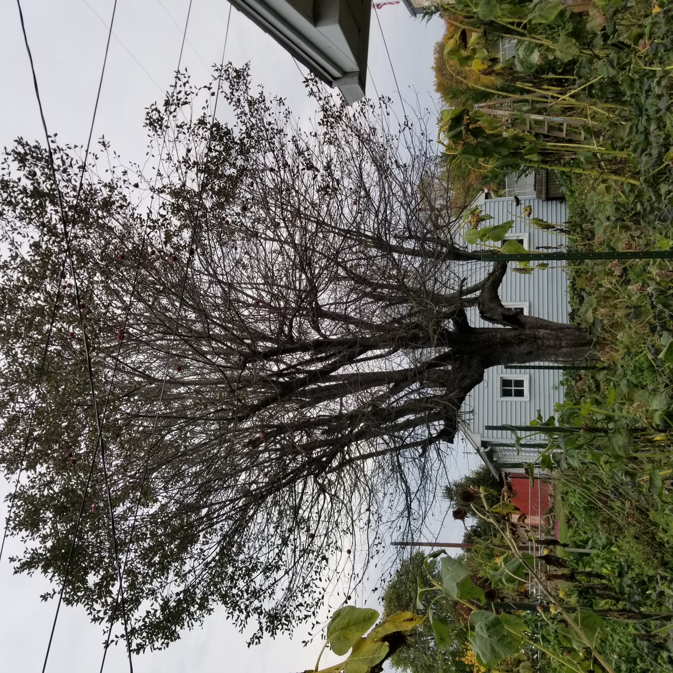 Apple Tree at Nativity