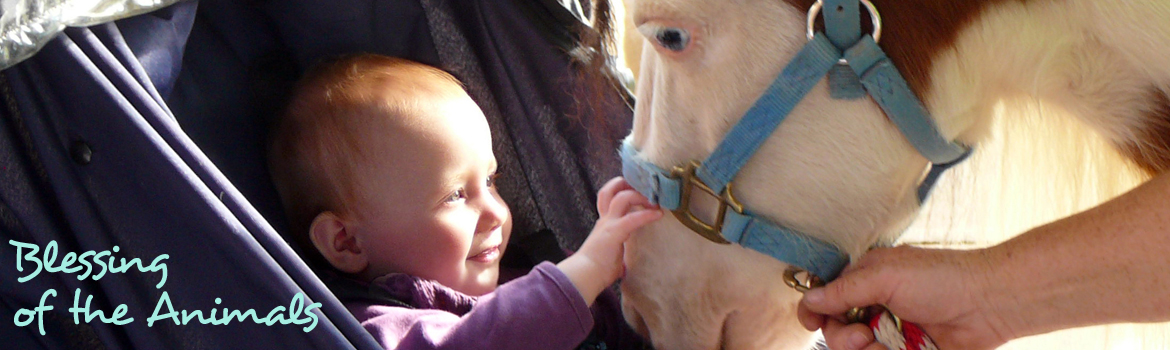 Blessing Animals