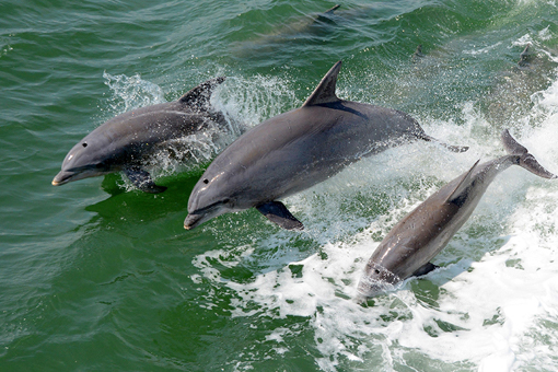 Dolphin Tours