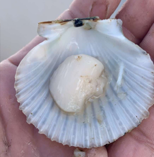 Scalloping