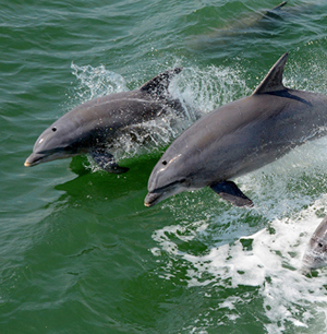 Dolphin Tour