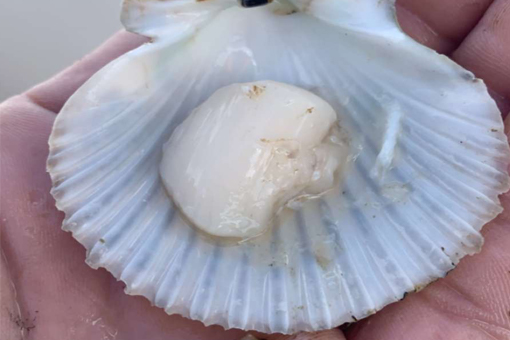 Scalloping