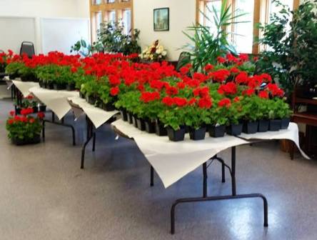 Geranium Sale