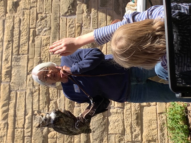 Great Horned Owl