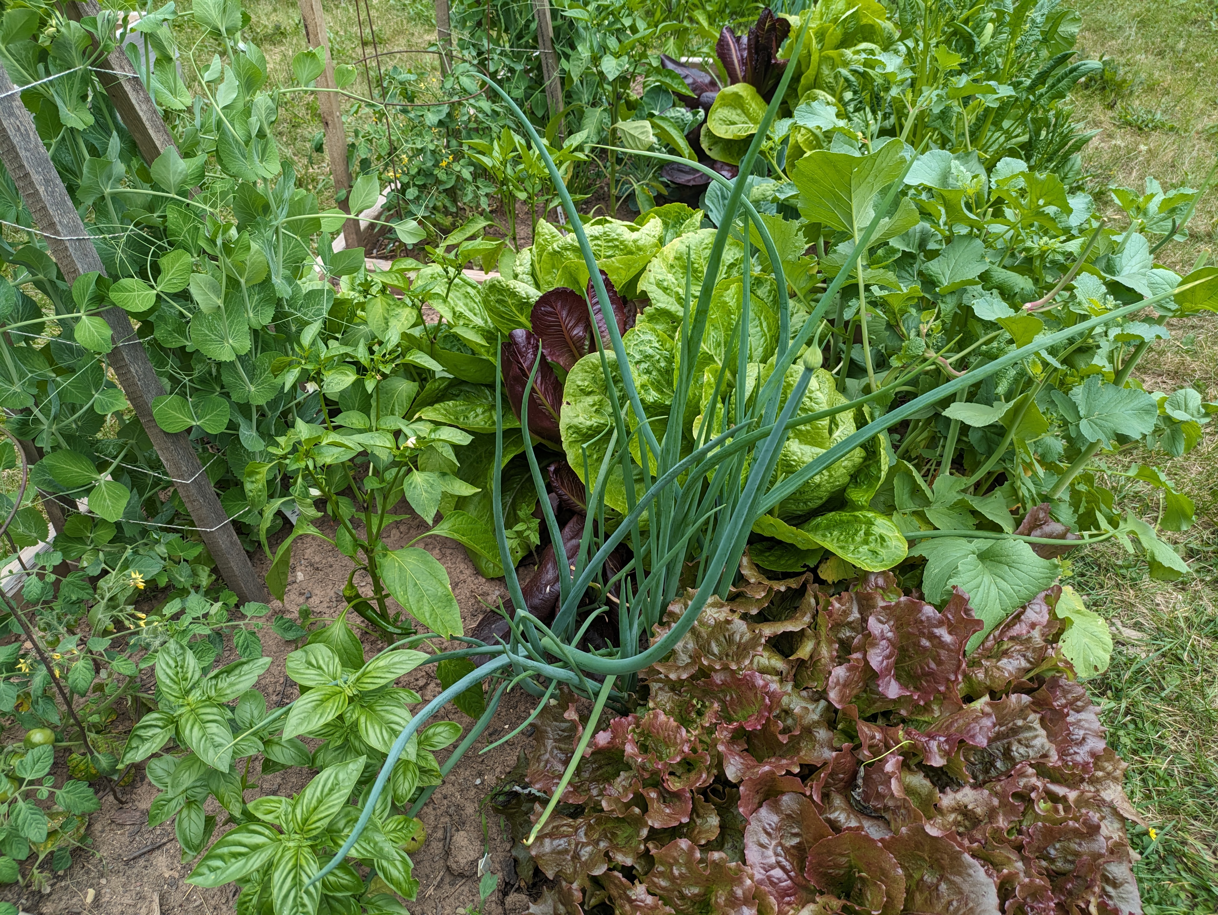 garden
