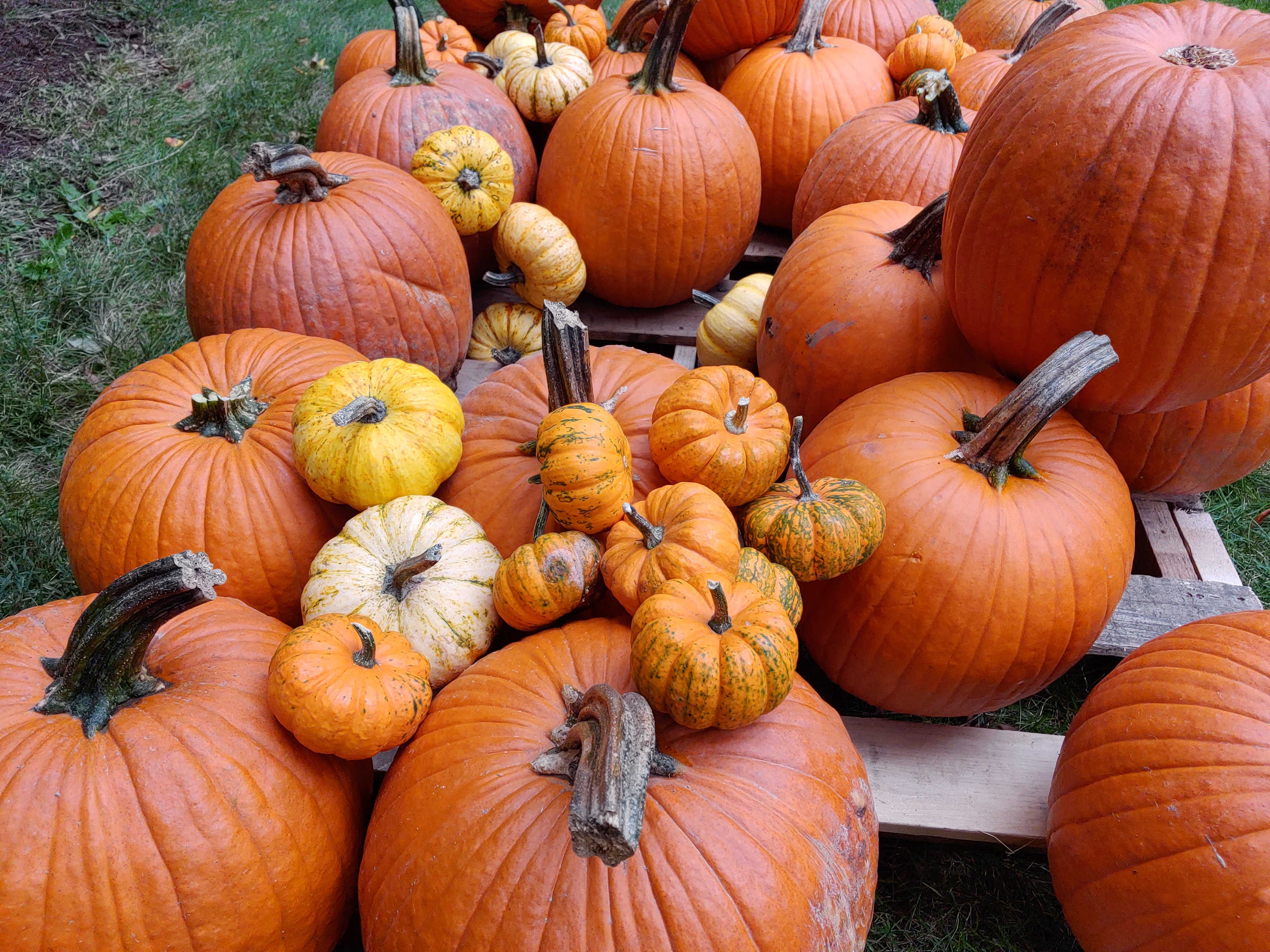 pumpkins