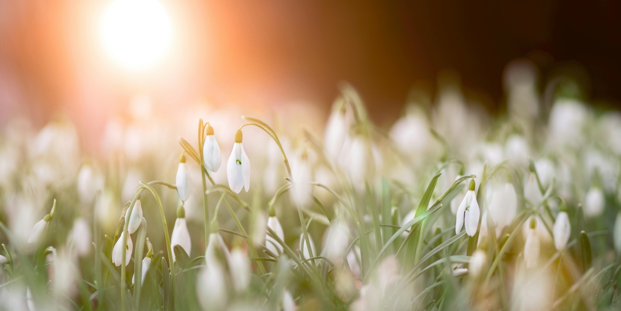 St. Brigid’s Day/Candlemas Celebration 