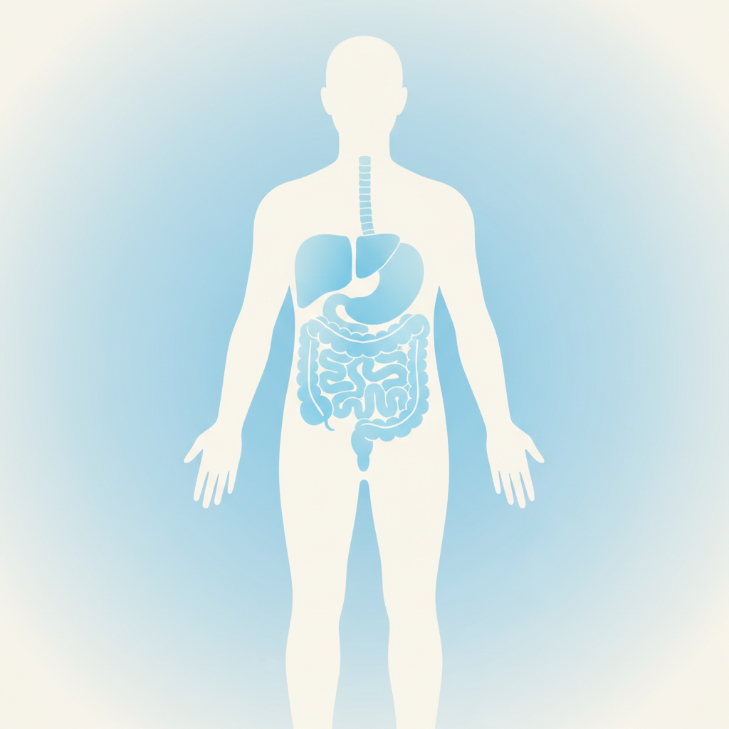 A calm, clinical medical illustration concept: a stylized human silhouette with the digestive system subtly highlight...