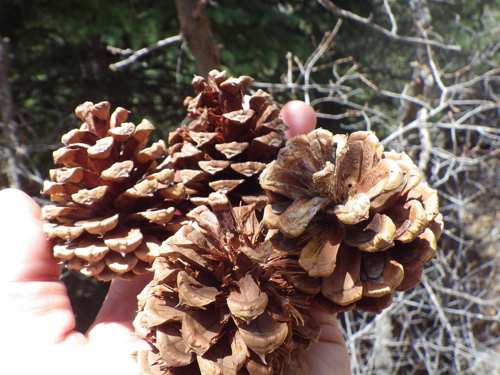Spring Pine Cone Cleanup!