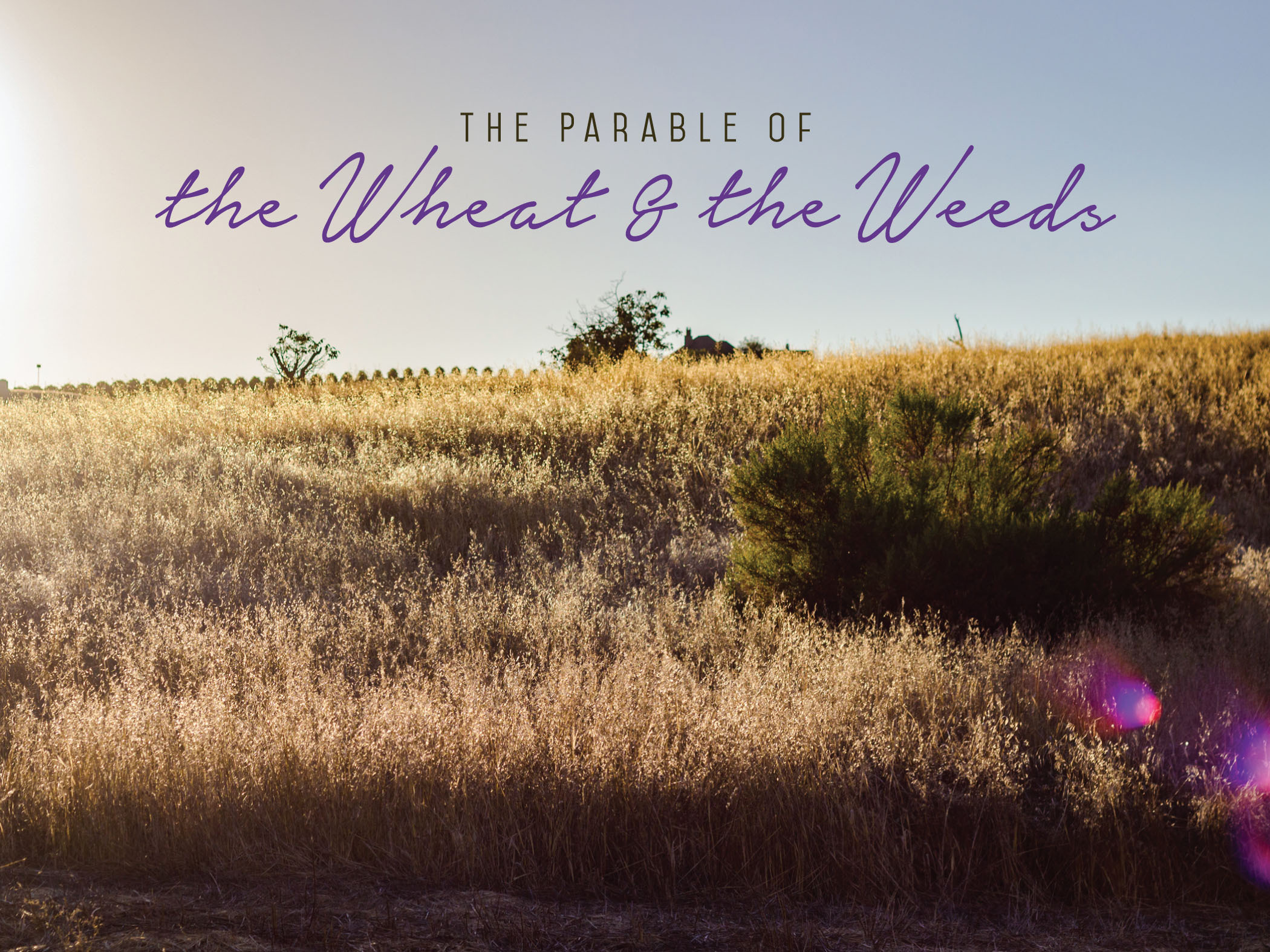 8th Sunday after Pentecost