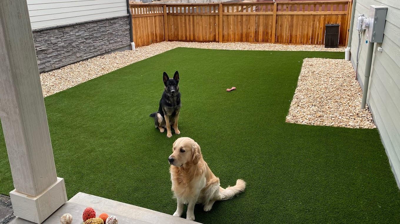 San Antonio Artificial Pet Turf Two Dogs Hero Web