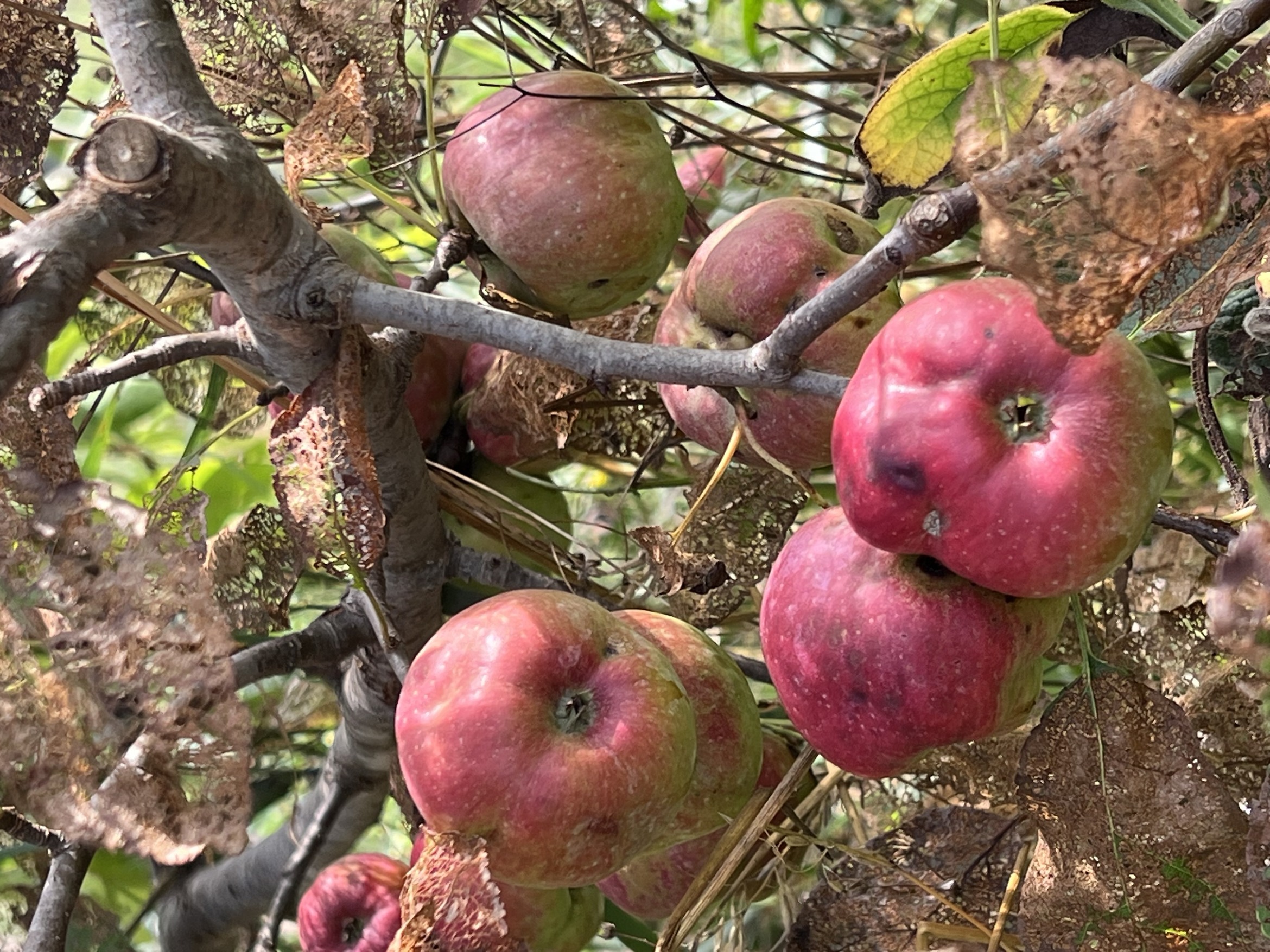 Apples growing in the Food Forest