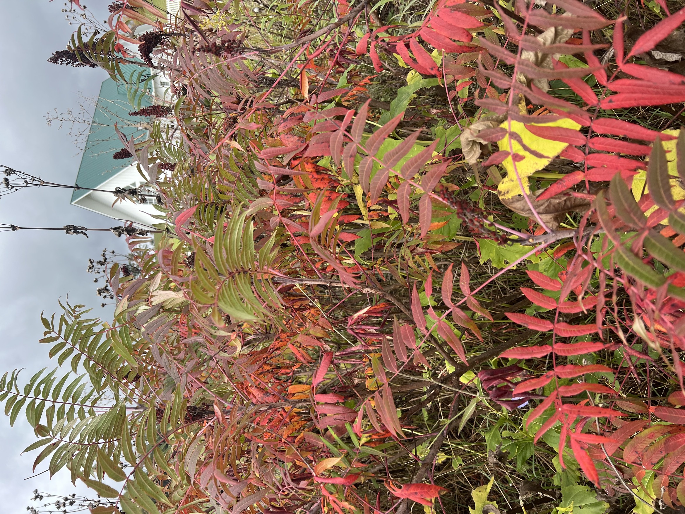 Garden flowers