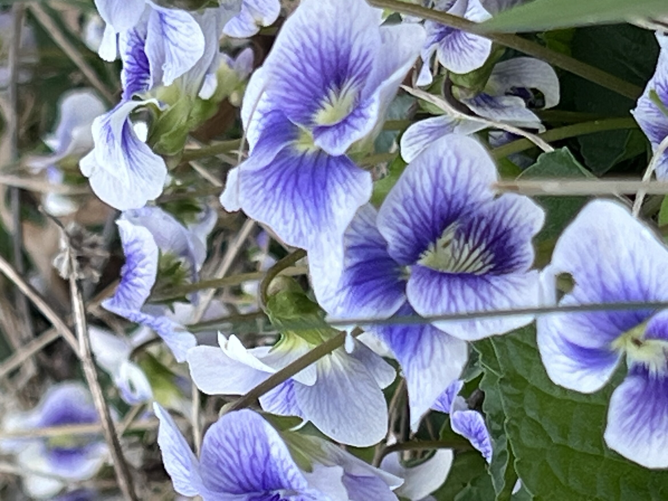 Violet blooming in the garden