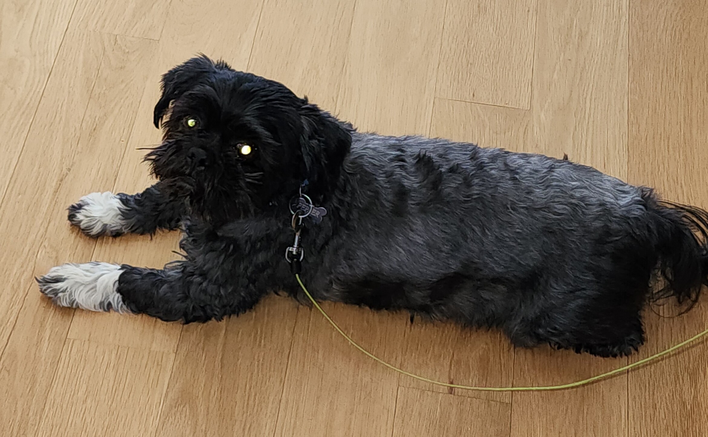 Pepper